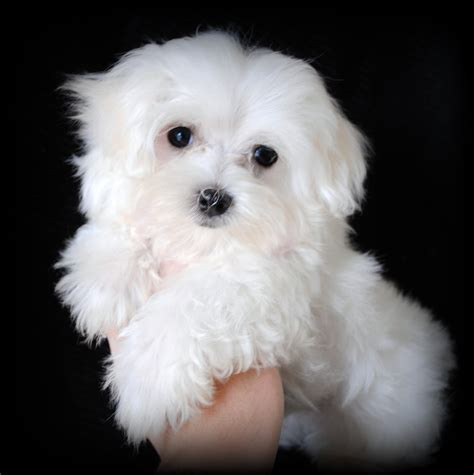 Maltese Puppies for Sale in North Carolina: Adorable Maltese Puppies