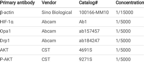 Antibodies used in western blot | Download Scientific Diagram