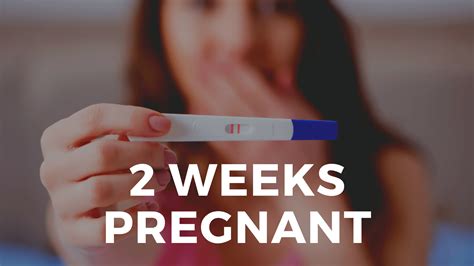 2 Weeks Pregnant: Symptoms, Development & Tips | MindTastik