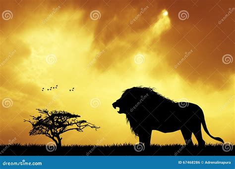 Lion silhouette at sunset stock illustration. Illustration of landscape - 67468286