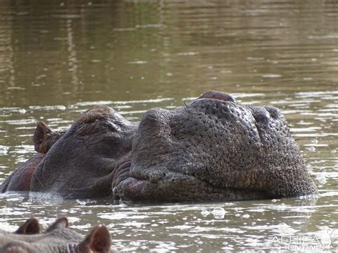 Wildlife Benin Hippo | AfricaHunting.com