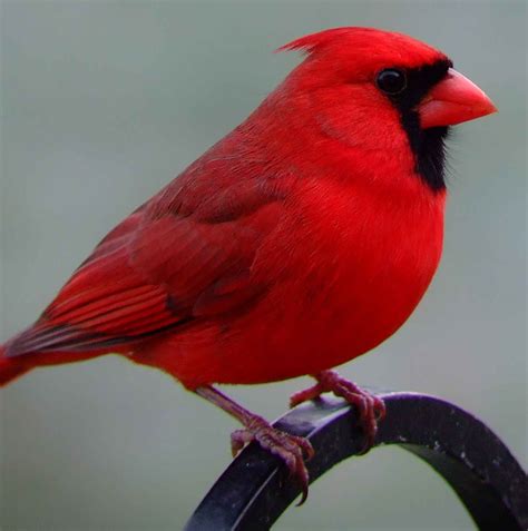 Northern Cardinal (male)