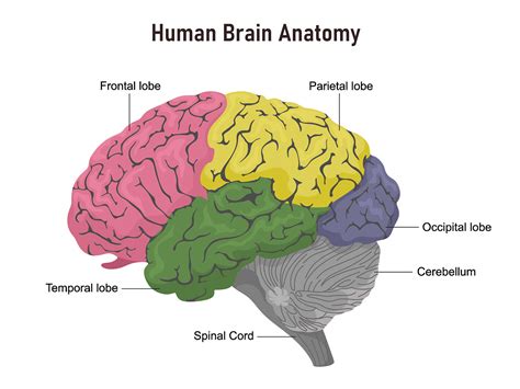 Main Parts Of The Brain And Functions