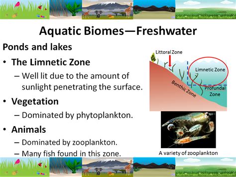 Aquatic Biomes Slide Show | Teaching Resources