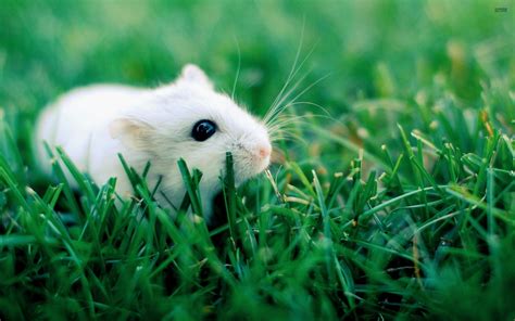 Cute Hamster Wallpaper (58+ images)