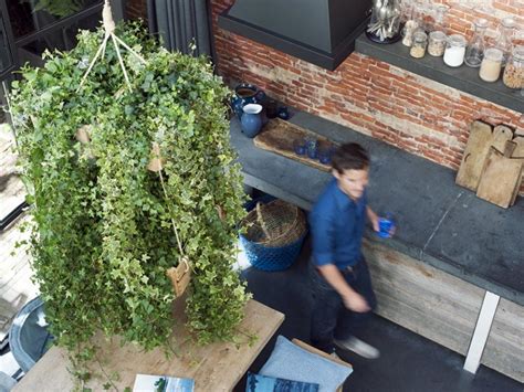 Indoor climbing plants | The Joy of Plants