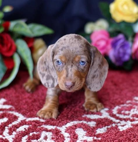 Image result for Blue Dapple Dachshund Breeders | Dapple dachshund, Blue dapple dachshund ...