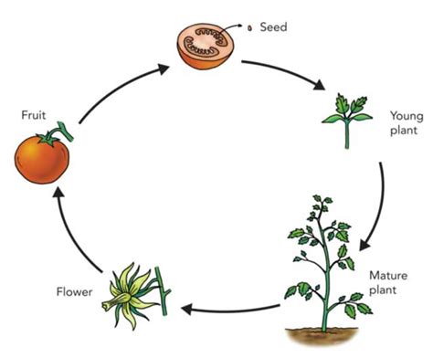 Life Cycle of Plants | 5 Stages + Types + Facts