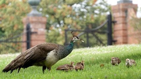 Peafowl chicks abound at Kingwood