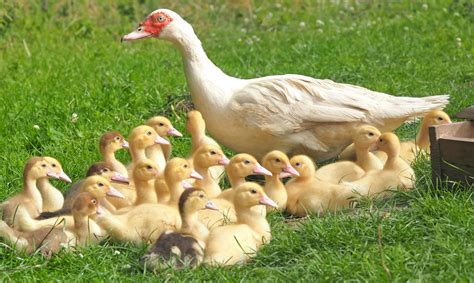 White Duck With 22 Ducklings in Green Grass Field · Free Stock Photo