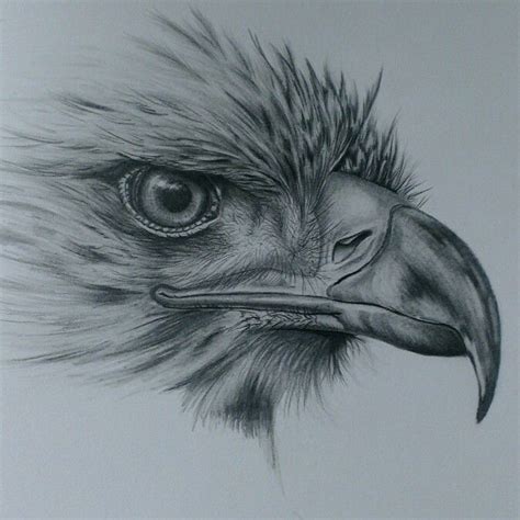 Eagle drawing in pencil | Arte animal, Aguia desenho, Arte de pássaro