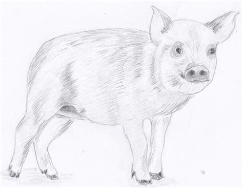 Weekly : Doodles and tuts: Drawspace lesson I09: how to draw a pig