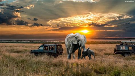 African Safari Elephants Wallpapers - Wallpaper Cave