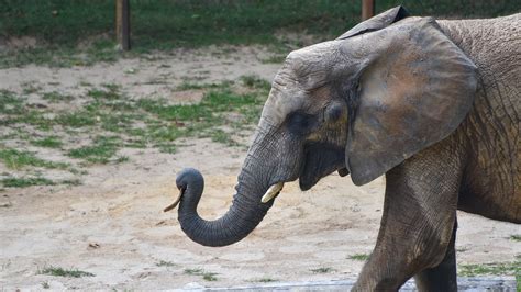 African Elephant Conservation at The Maryland Zoo