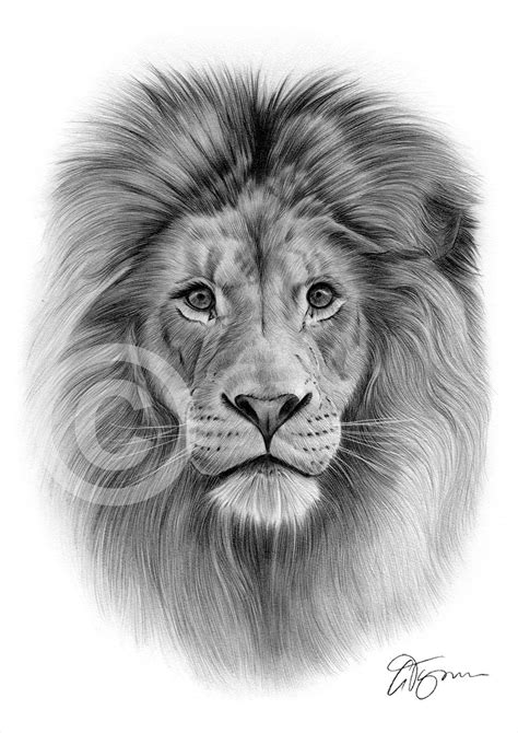 Big Cat LION Pencil Drawing Print Animal Portrait Artwork | Etsy