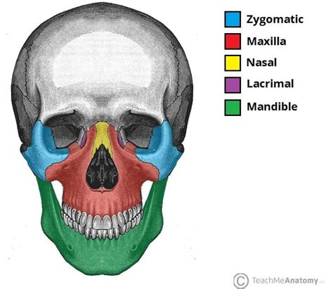 Cranial Bones Labeled