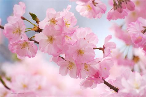 Cherry Blossom Wallpapers - Top Free Cherry Blossom Backgrounds - WallpaperAccess