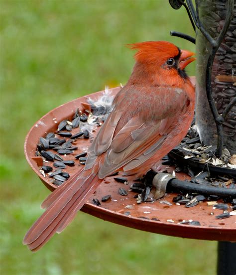 Young male Northern Cardinal - FeederWatch