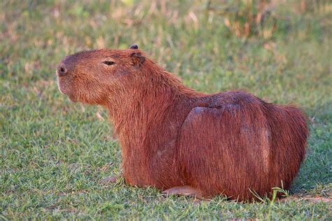 Capybara | The Animal Spot