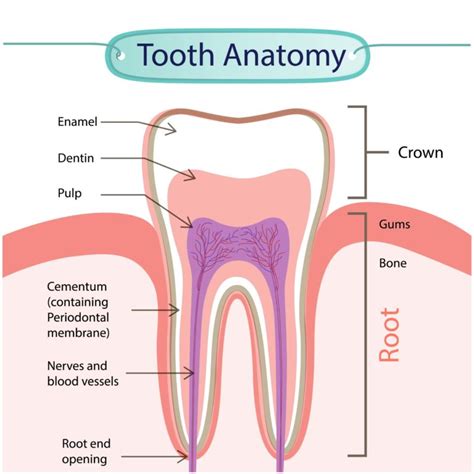 The Anatomy of Your Teeth