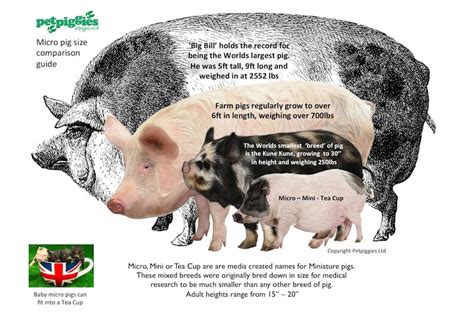 What Is The Smallest Pig Breed You Can Buy - Buy Walls