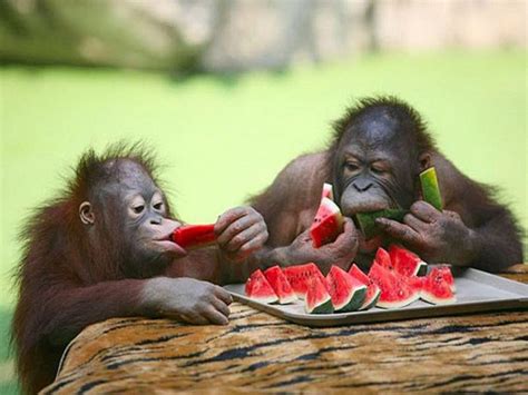 These Photos of Animals Eating Food Will Brighten Your Day