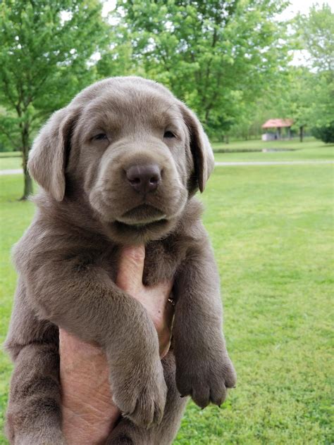 Labrador Retriever Puppies For Sale | Metropolis, IL #297744