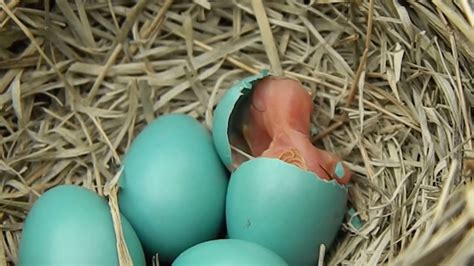 Bird lays bright blue eggs in nest: now watch what happens as they hatch 10 days later - NicePets