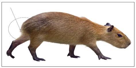 Why Do Capybaras Not Have Tails? - [Answered] - Capybara Tips