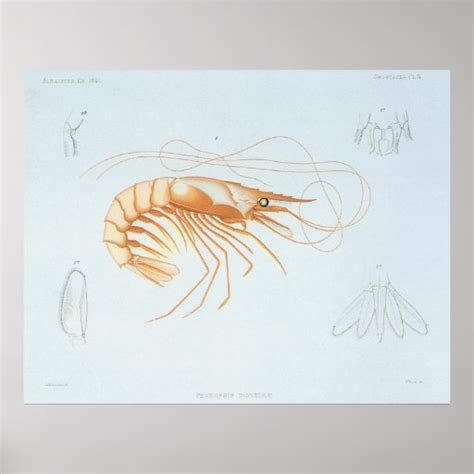 Vintage Shrimp Anatomy, Marine Life Ocean Animals Poster | Zazzle