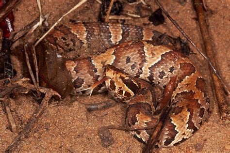 Florida Cottonmouth – Florida Snake ID Guide