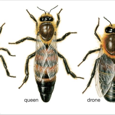 Drone Honey Bee Diagram - Drone HD Wallpaper Regimage.Org