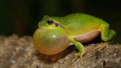 Rare Shensi tree frogs resurface as the local environment improves - CGTN