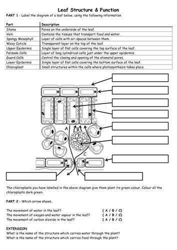 Leaf Structure by biscuitcrumbs - Teaching Resources - TES