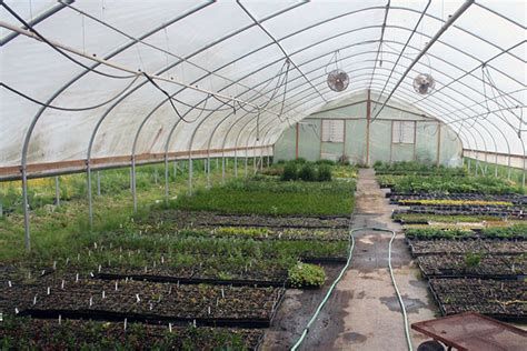 Nursery Plants | Far West Turf Farm and Nursery