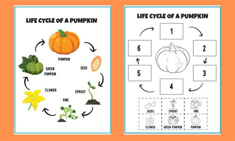 Life Cycle Of Pumpkin Worksheet - Worksheets Printable Free