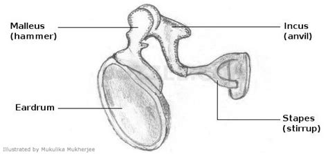 [DIAGRAM] Middle Ear Bone Diagram - MYDIAGRAM.ONLINE