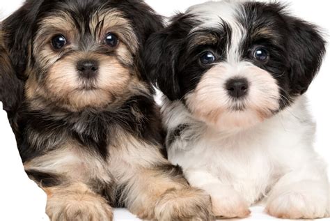 Havanese Dog Breed Info - TAILored Pet Services LLC