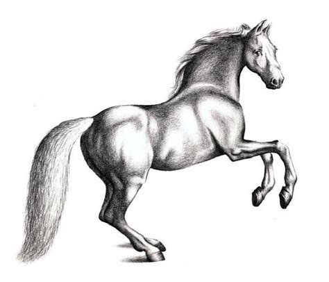 25 Easy Horse Drawing Ideas - How To Draw A Horse - Blitsy