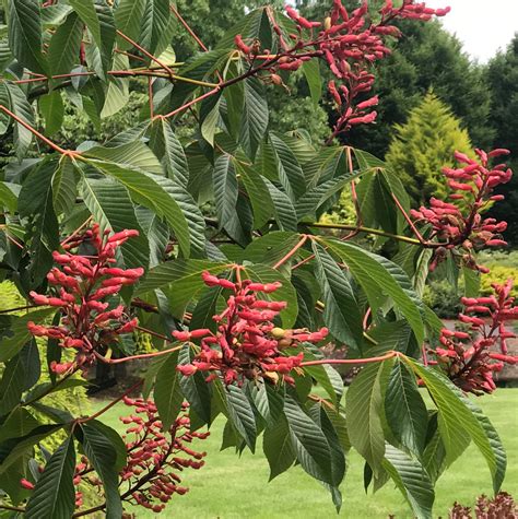 The Ultimate Guide to Buckeye Tree Plants