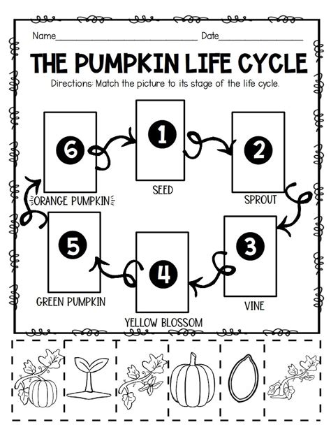 Life Cycle Of A Pumpkin Worksheet - Printable Word Searches