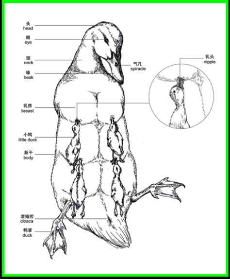 Duck Anatomy Diagram - Anatomy Book