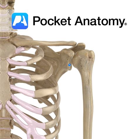 Scapula - infraglenoid tubercle - Pocket Anatomy