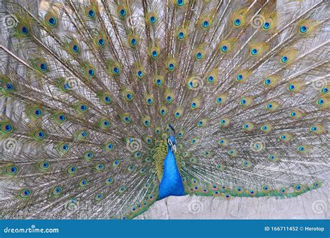 Peacock Wings Stock Photos - Download 4,277 Royalty Free Photos