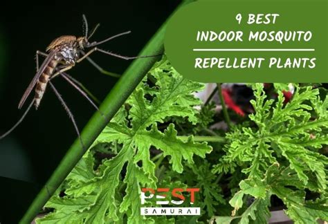 12 Best Indoor Mosquito Repellent Plants for Every Household - Pest Samurai