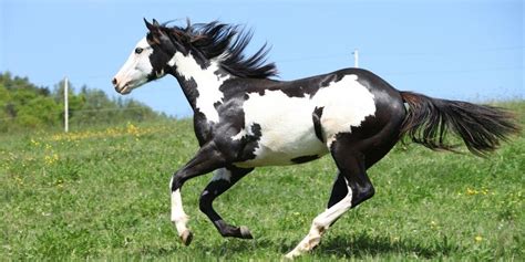 5 Black And White Horse Breeds Guaranteed To Make You Fall In Love – Horse Spirit