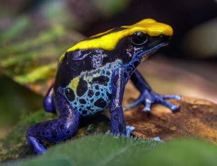 Dyeing Poison Dart Frog - Connecticut's Beardsley Zoo