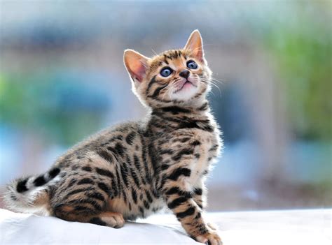 Hypoallergenic Bengal Cats - Lap Leopard Bengals