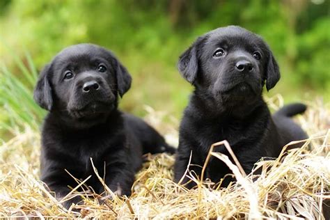 Cute Black Labrador Retriever Puppies