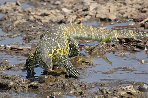 Nile Monitor - A-Z Animals